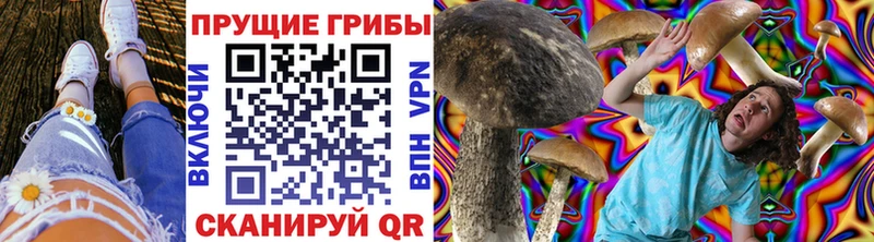 Псилоцибиновые грибы Psilocybe Кольчугино