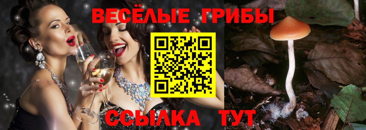 продажа наркотиков  Галлюциногенные грибы MAGIC MUSHROOMS  Вход с VPN  Кольчугино 
